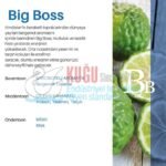 KGC-529601030001 CARPEX AURAMAX PRO1200 GENİŞ ALAN KOKU MAKİNESİ KARTUŞU 500 ML KOKU KARTELASI - Görsel 6